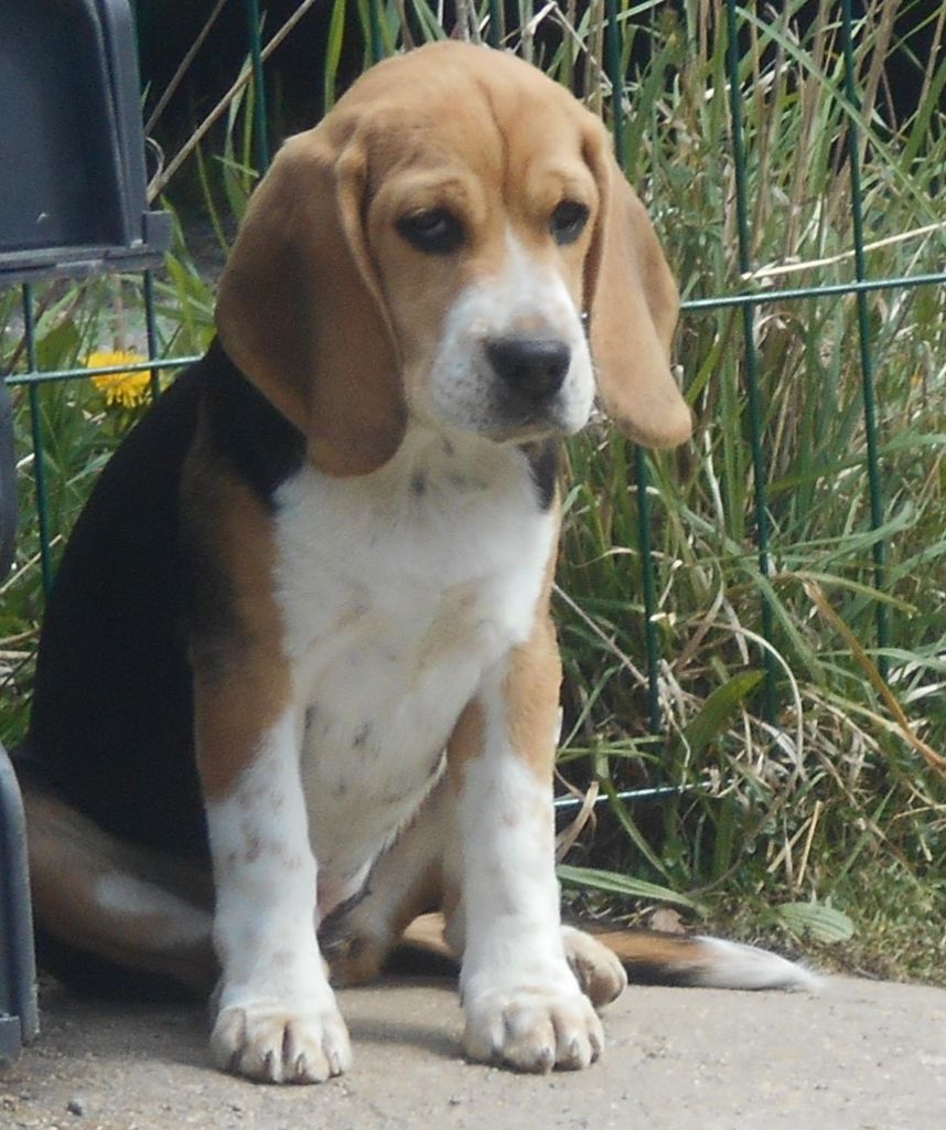 Des Ronciers Pourpres - Chiot disponible  - Beagle