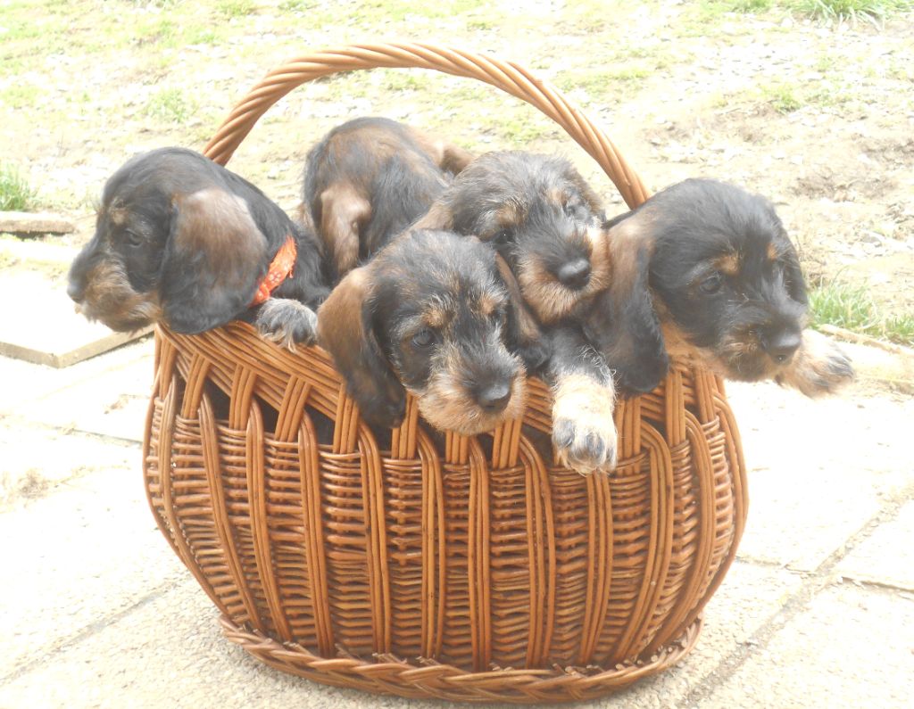 chiot Teckel poil dur Des Ronciers Pourpres