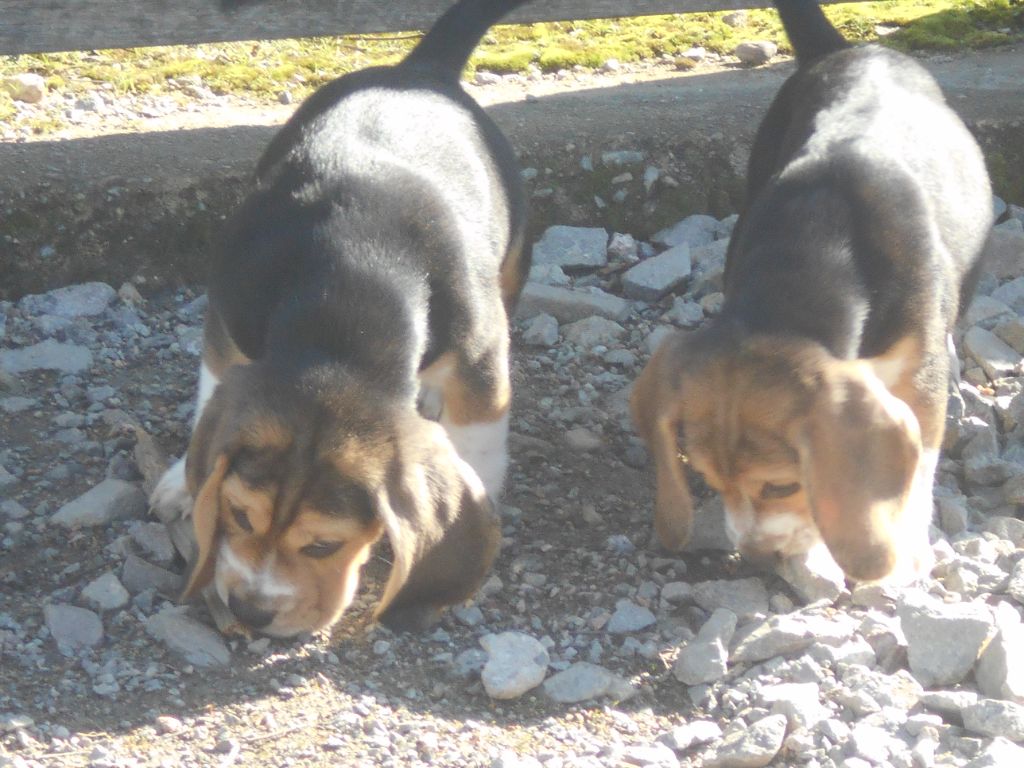 chiot Beagle Des Ronciers Pourpres