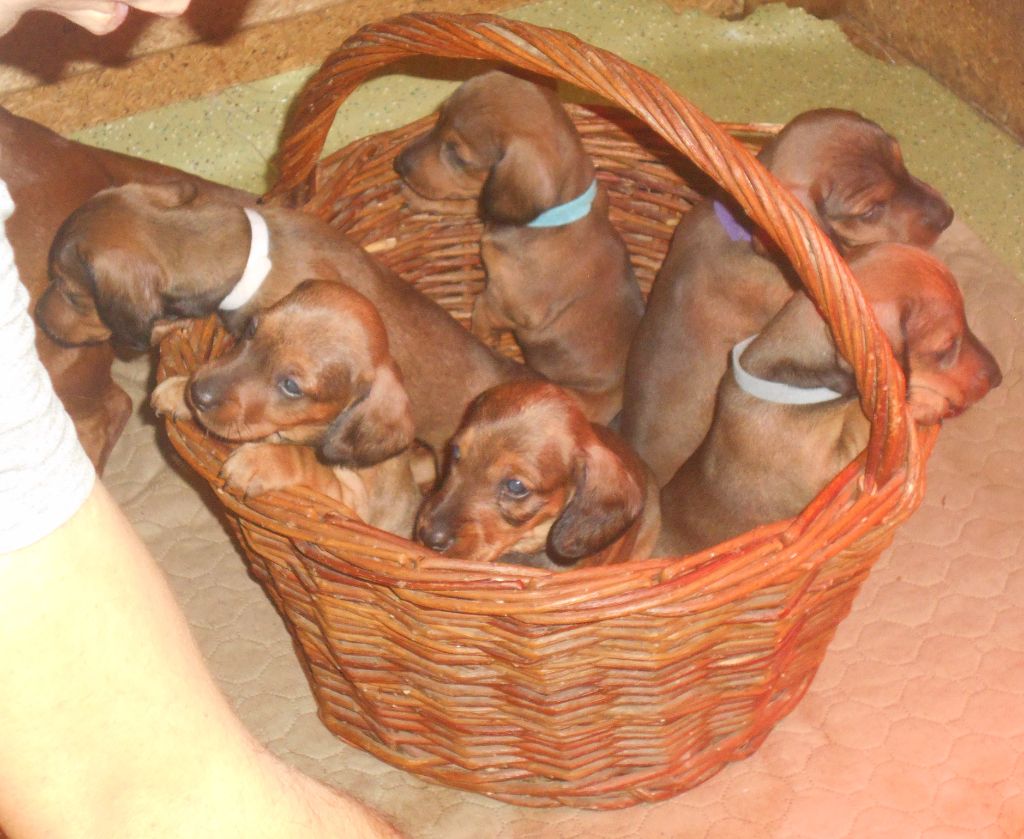 chiot Teckel poil ras Des Ronciers Pourpres