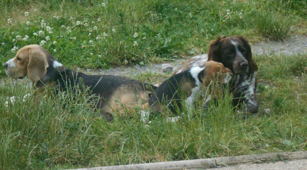 2 portées copines: beagles et Chiens d'Oysel Allemands