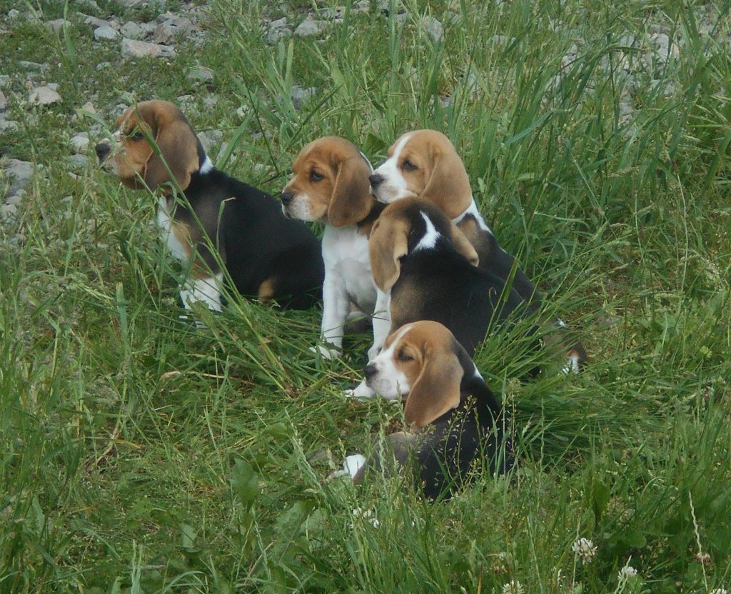 Chiot Beagle Des Ronciers Pourpres