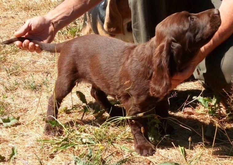 Des Ronciers Pourpres - Chiots disponibles - Chien d'Oysel allemand