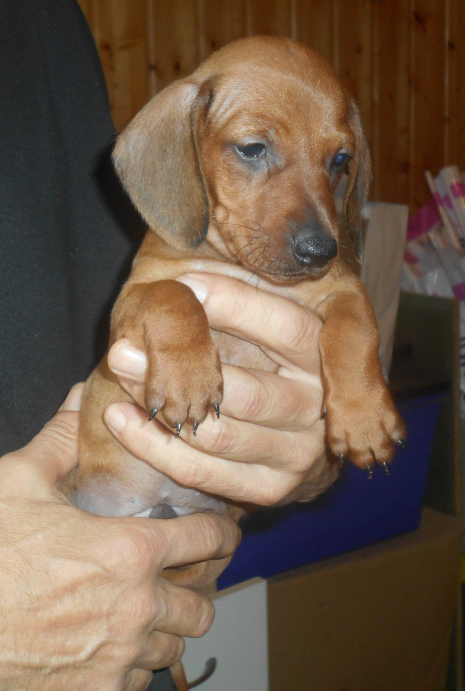 Des Ronciers Pourpres - Chiots disponibles - Teckel poil ras