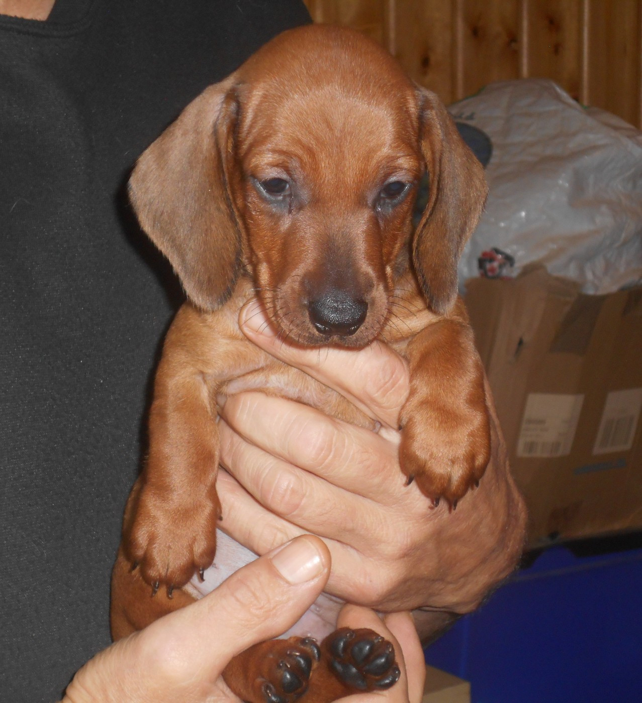 Des Ronciers Pourpres - Chiots disponibles - Teckel poil ras