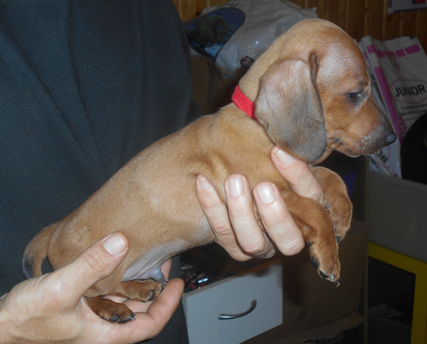 Des Ronciers Pourpres - Chiots disponibles - Teckel poil ras