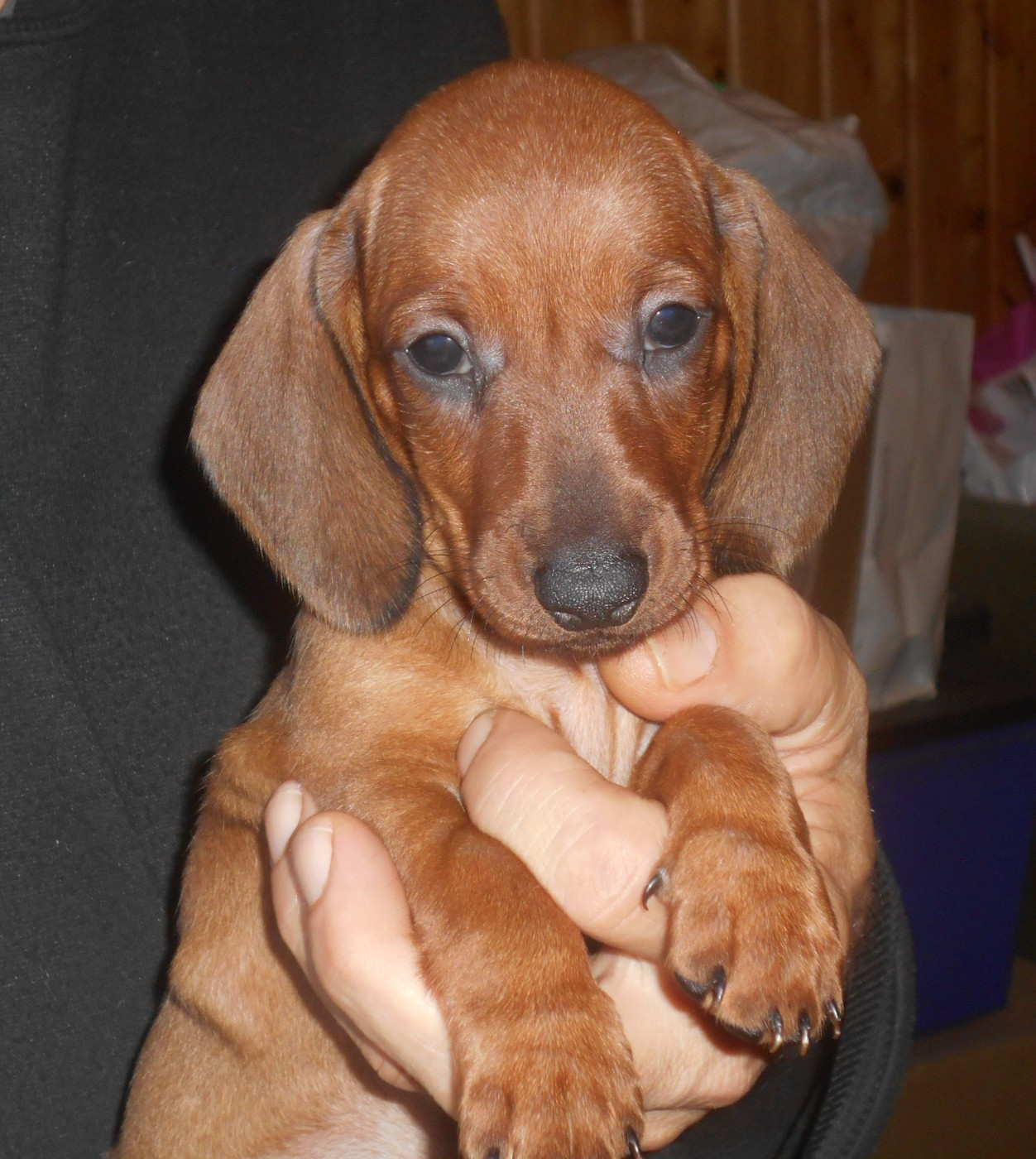 Des Ronciers Pourpres - Chiots disponibles - Teckel poil ras