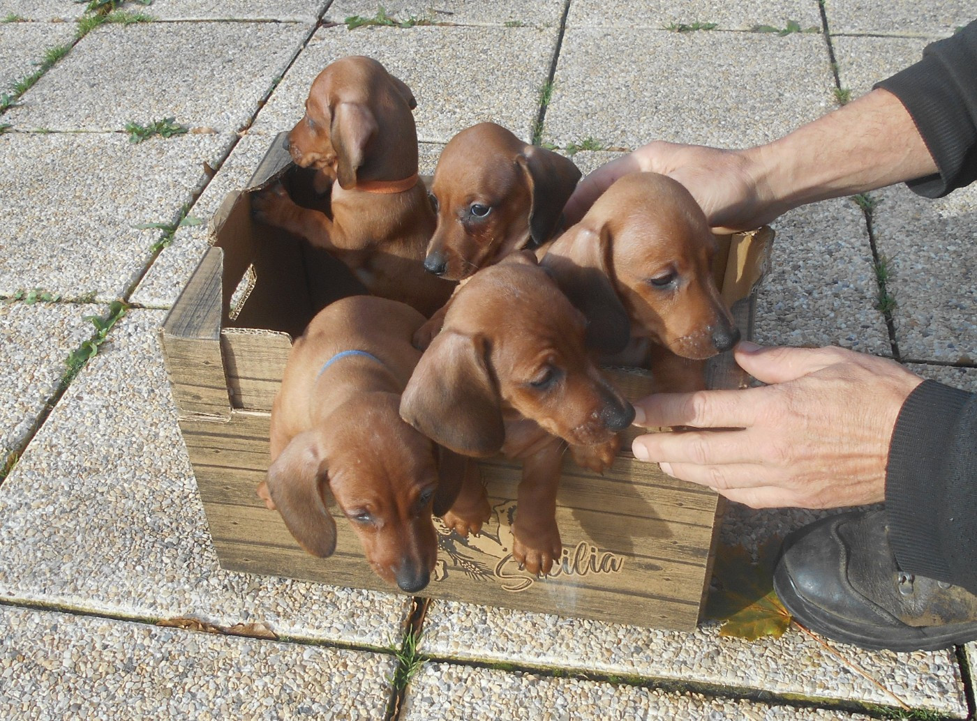 Chiot Teckel poil ras Des Ronciers Pourpres