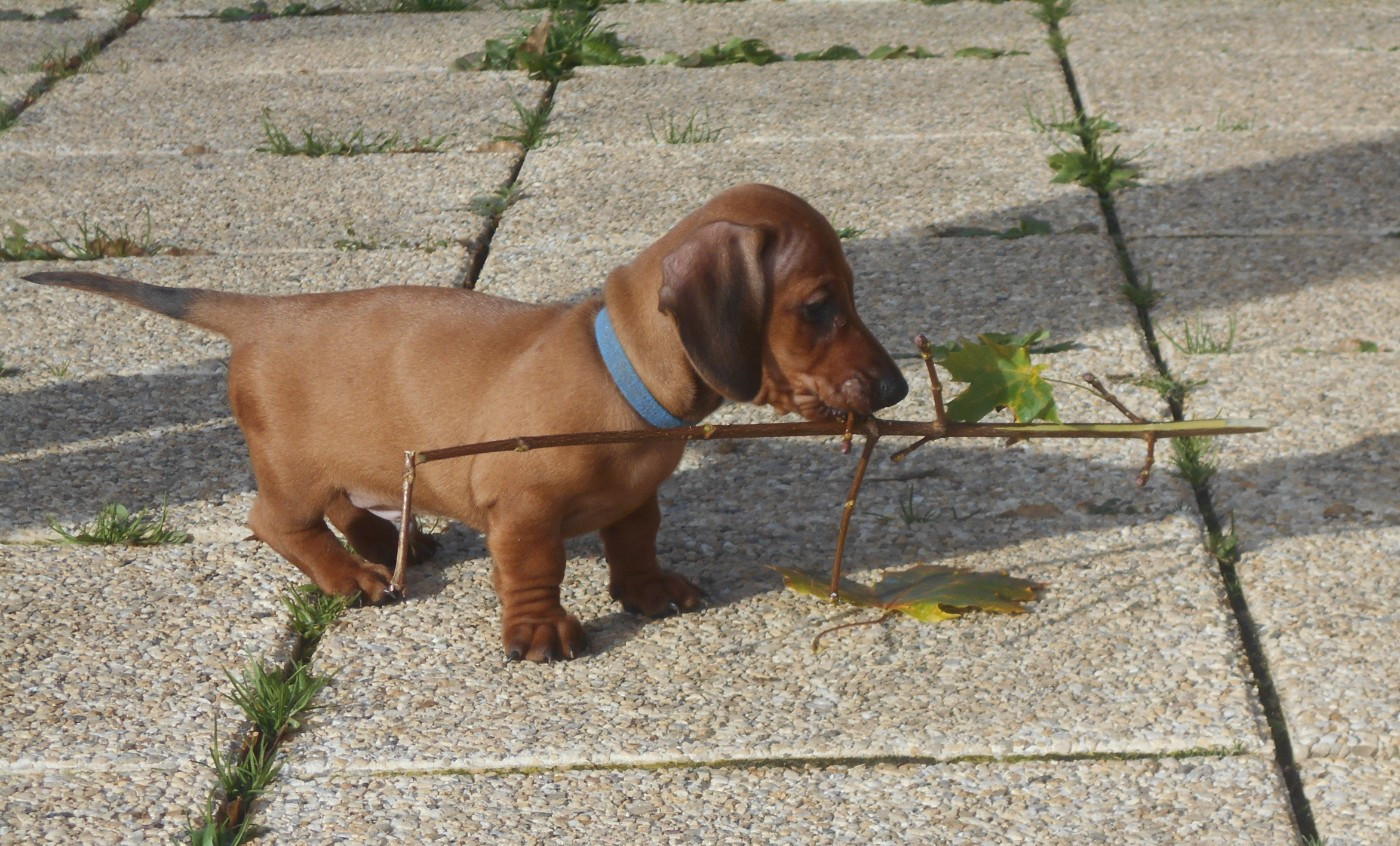Des Ronciers Pourpres - Chiots disponibles - Teckel poil ras