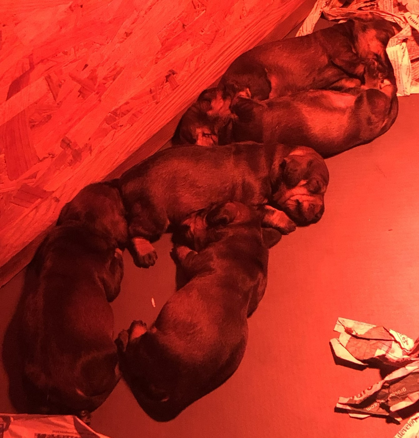 Chiot Teckel poil dur Des Ronciers Pourpres