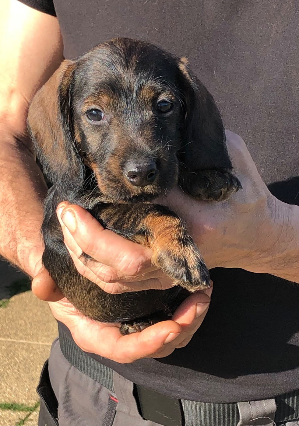 Des Ronciers Pourpres - Chiots disponibles - Teckel poil dur