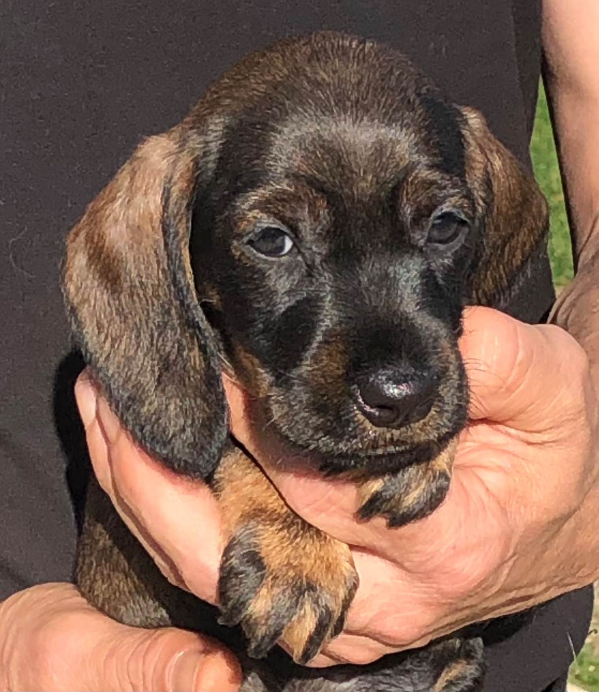 Des Ronciers Pourpres - Chiots disponibles - Teckel poil dur