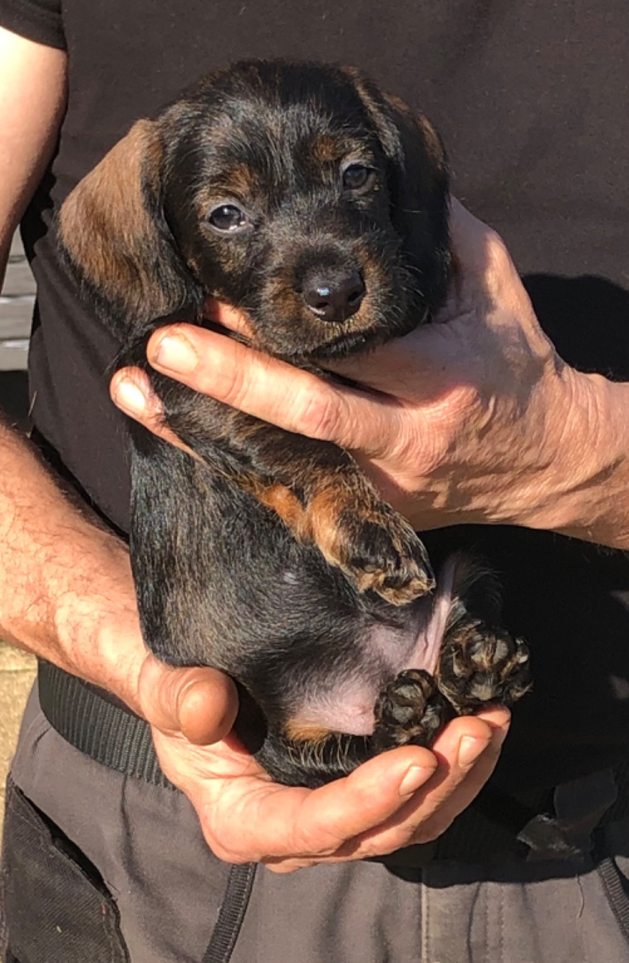 Des Ronciers Pourpres - Chiots disponibles - Teckel poil dur