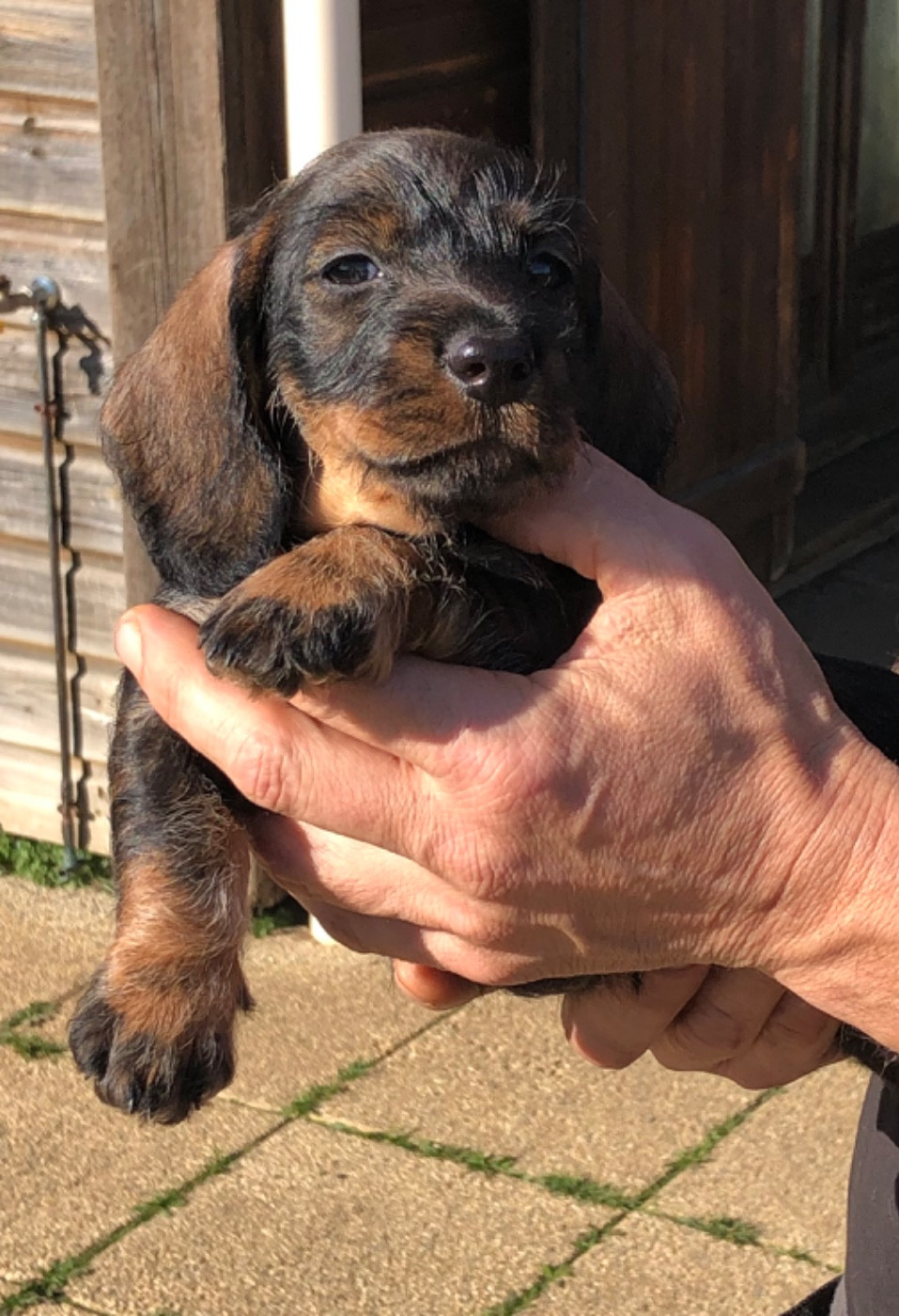 Des Ronciers Pourpres - Chiots disponibles - Teckel poil dur