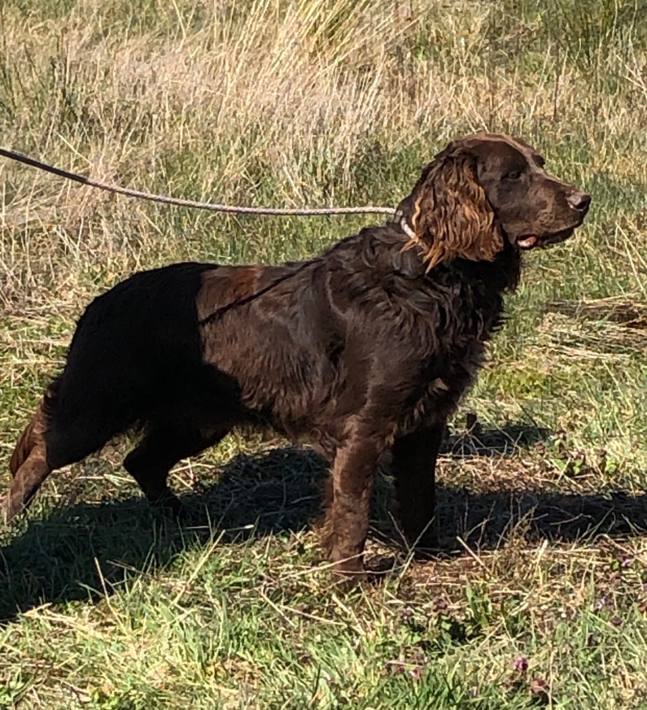 Des Ronciers Pourpres - Chiots disponibles - Chien d'Oysel allemand