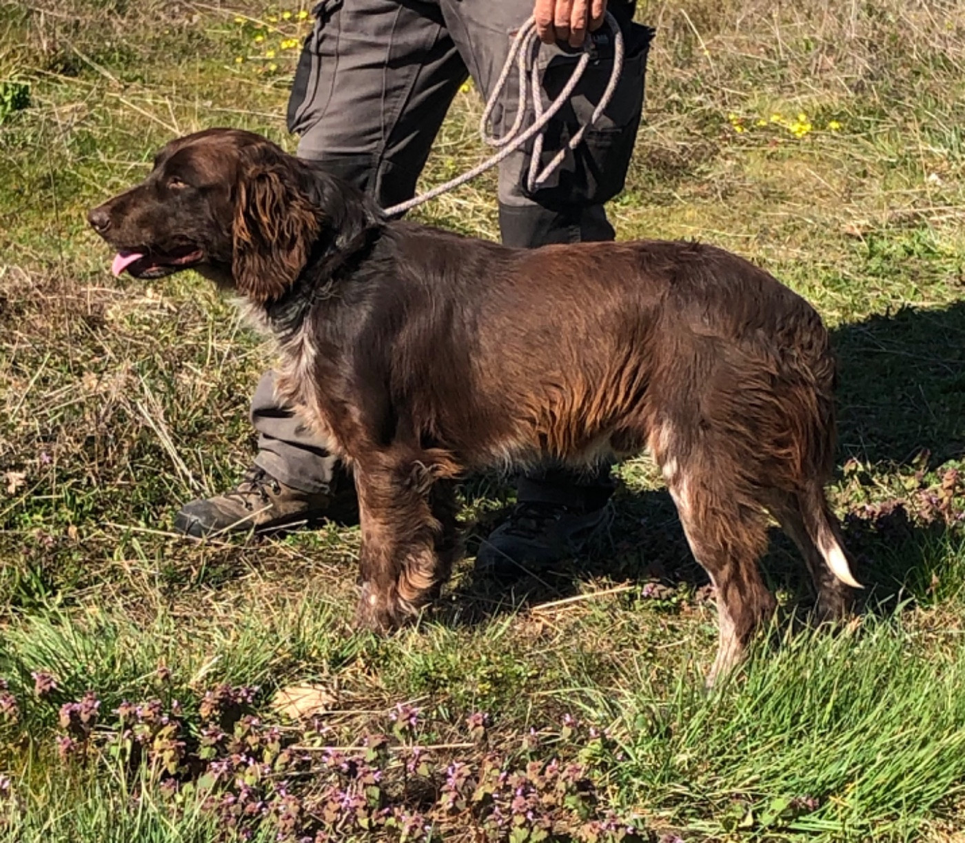 Des Ronciers Pourpres - Chiots disponibles - Chien d'Oysel allemand