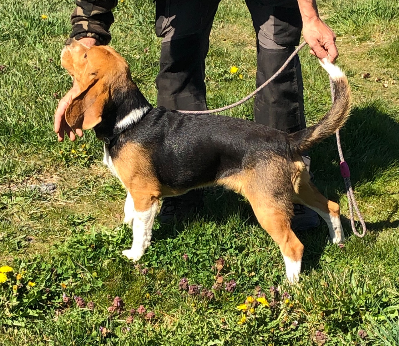 Des Ronciers Pourpres - Chiots disponibles - Beagle