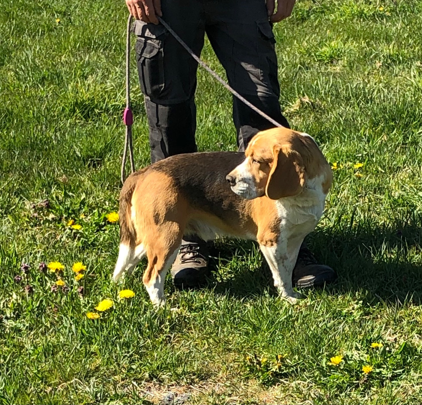 Des Ronciers Pourpres - Chiots disponibles - Beagle