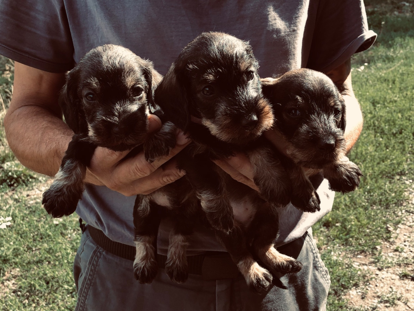 Des Ronciers Pourpres - Chiots disponibles - Teckel poil dur