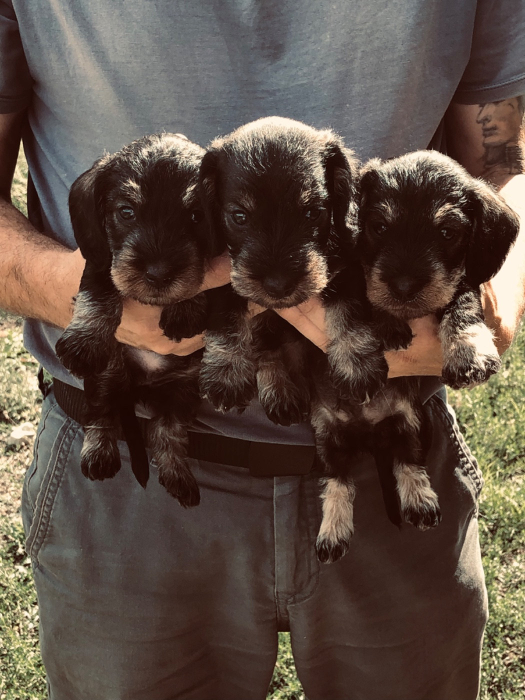 Des Ronciers Pourpres - Chiots disponibles - Teckel poil dur