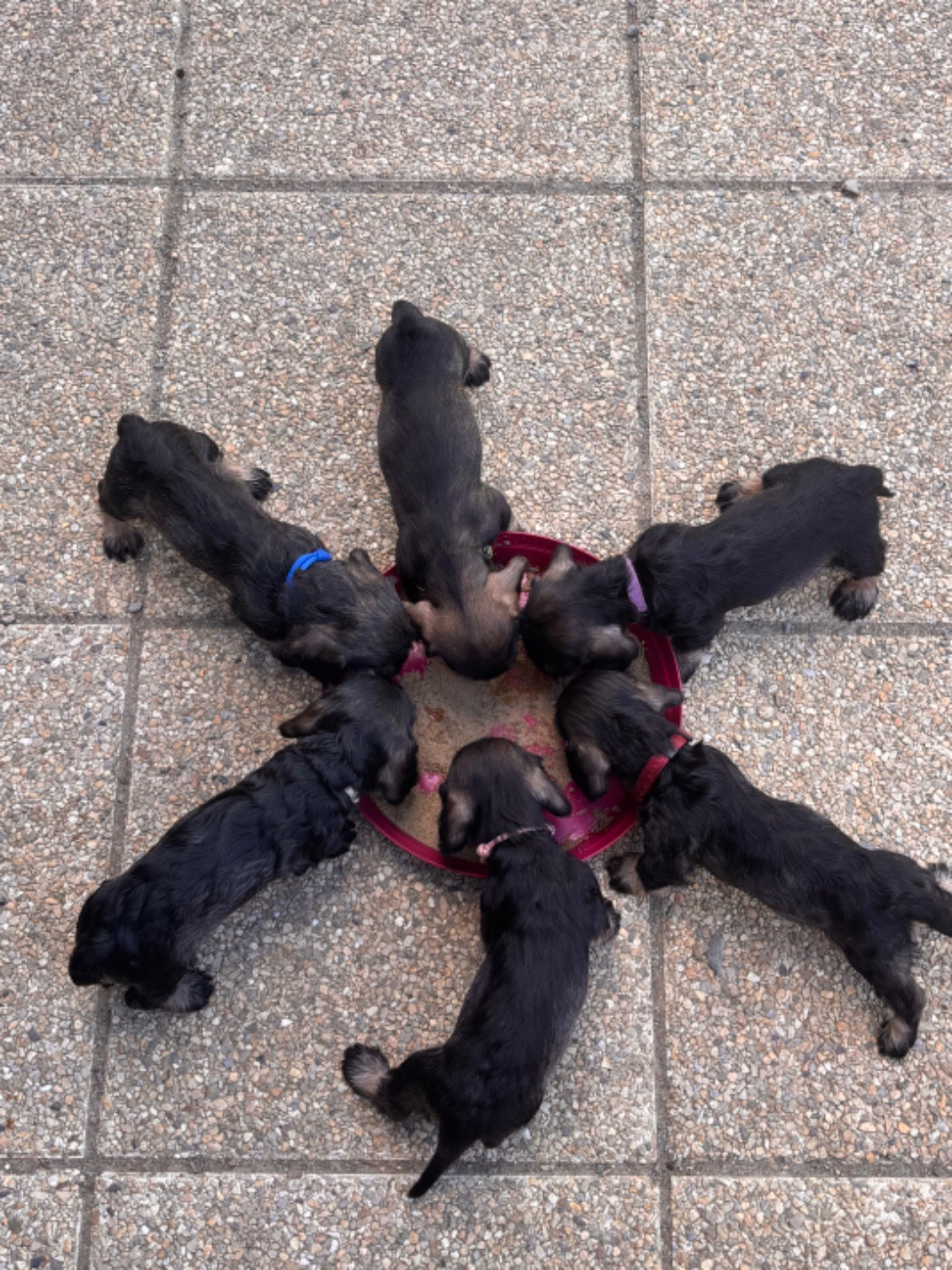 Chiot Teckel poil dur Des Ronciers Pourpres