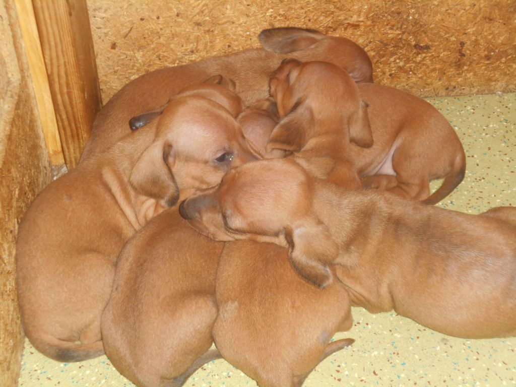Des Ronciers Pourpres - Teckel poil ras - Portée née le 23/09/2025