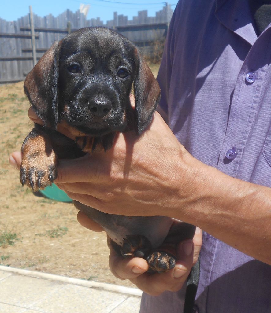 Des Ronciers Pourpres - Chiots disponibles - Teckel poil dur