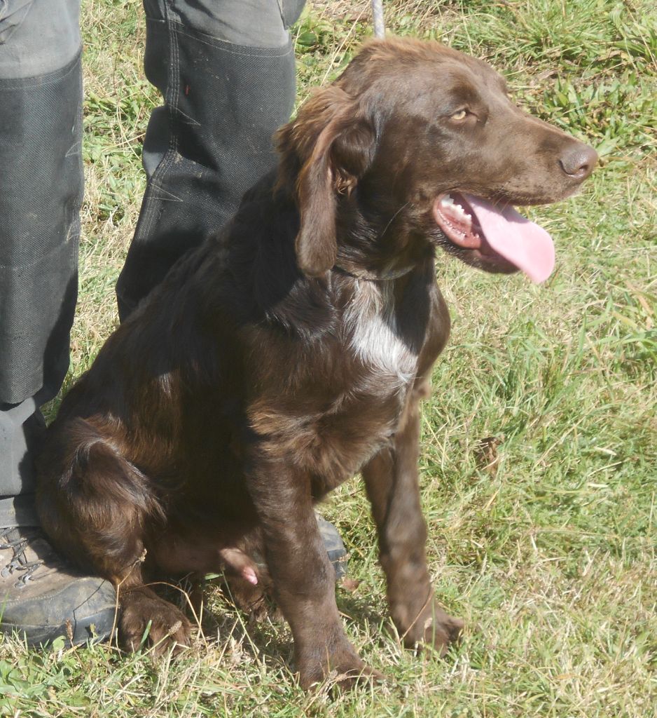 Chiot Chien d'Oysel allemand Des Ronciers Pourpres