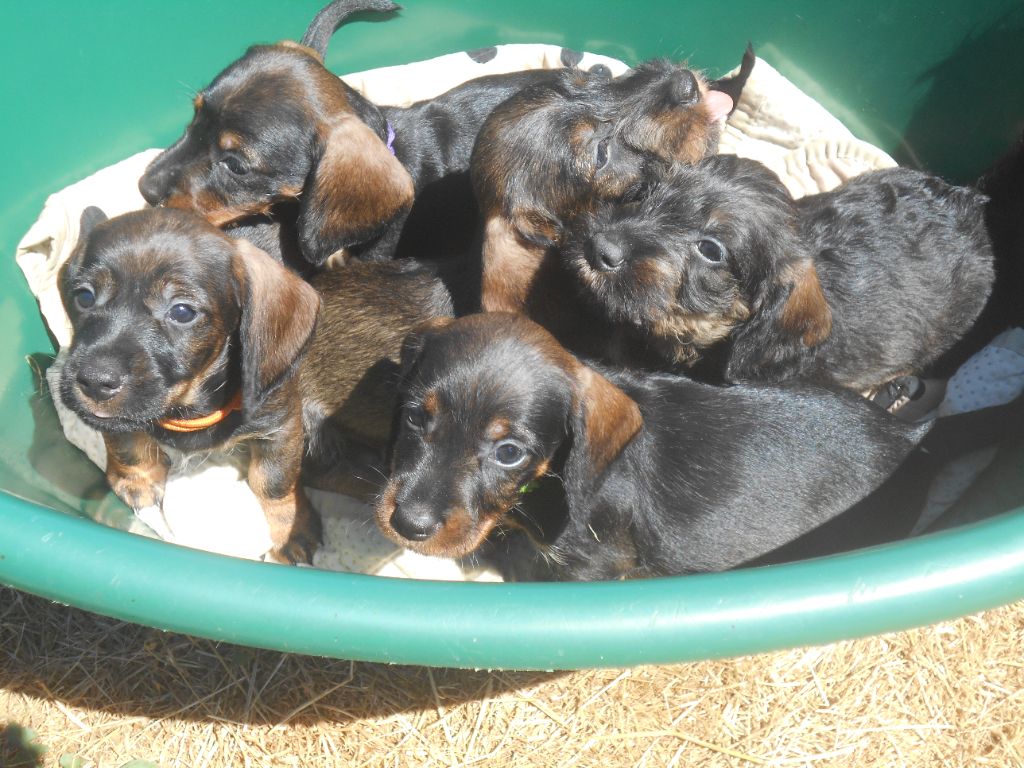 Chiot Teckel poil dur Des Ronciers Pourpres
