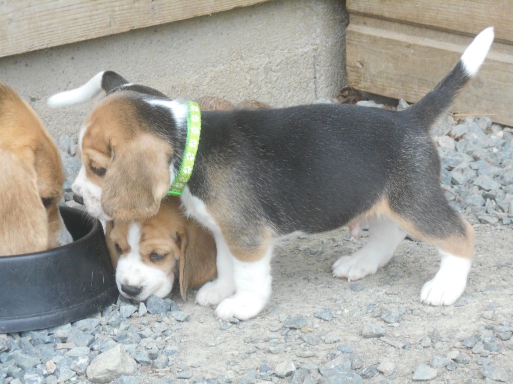 Des Ronciers Pourpres - Chiots disponibles - Beagle