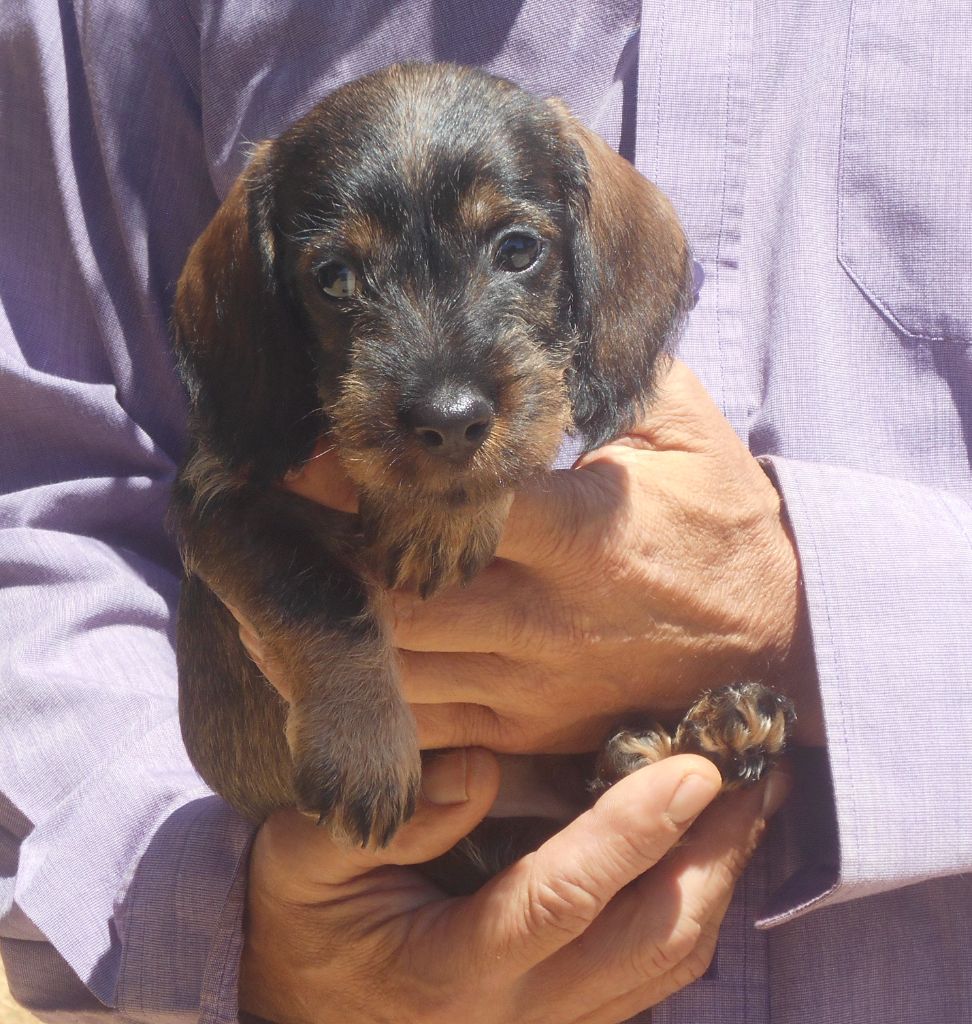 Des Ronciers Pourpres - Chiots disponibles - Teckel poil dur