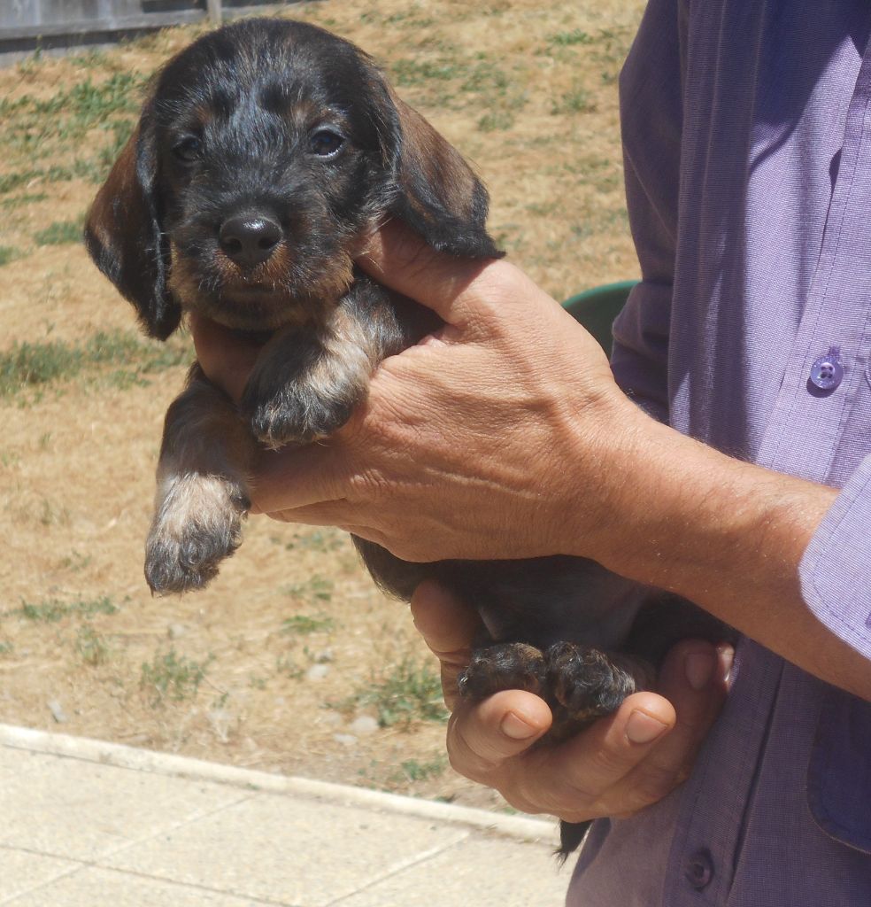 Des Ronciers Pourpres - Chiots disponibles - Teckel poil dur