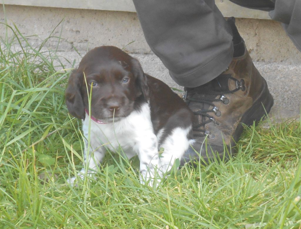 Des Ronciers Pourpres - Chiots disponibles - Chien d'Oysel allemand