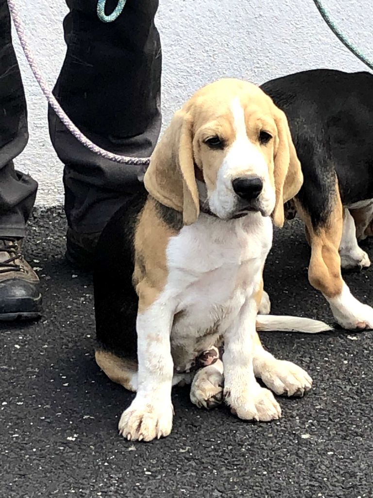 Des Ronciers Pourpres - Chiots disponibles - Beagle