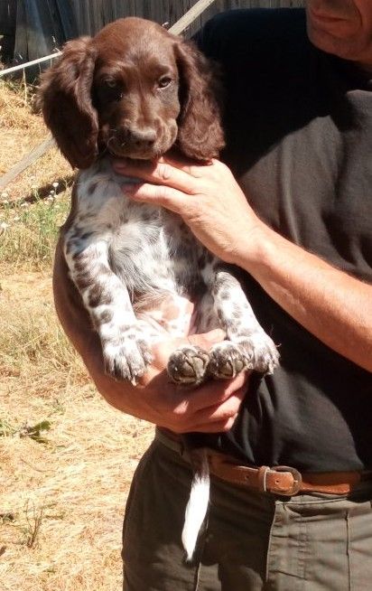 Des Ronciers Pourpres - Chiots disponibles - Chien d'Oysel allemand