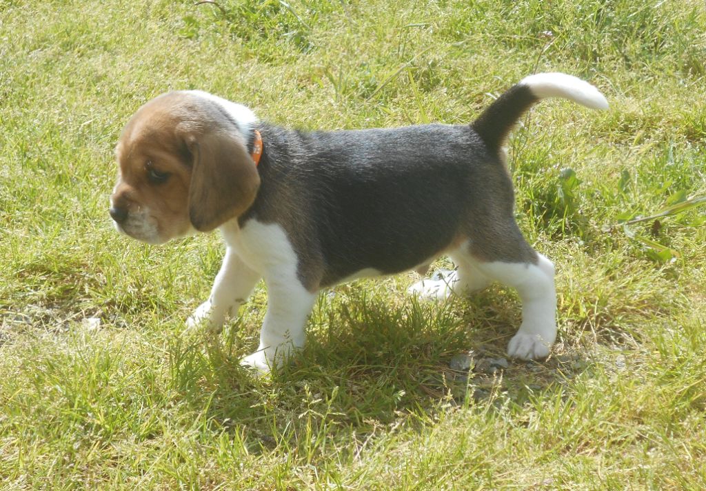 Des Ronciers Pourpres - Beagle - Portée née le 18/04/2025