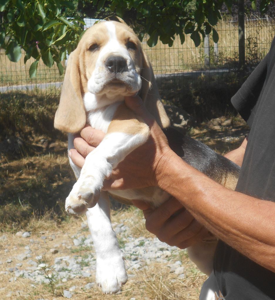 Des Ronciers Pourpres - Chiots disponibles - Beagle