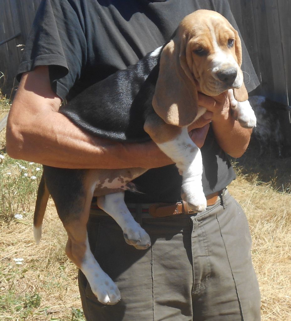 Des Ronciers Pourpres - Chiots disponibles - Beagle