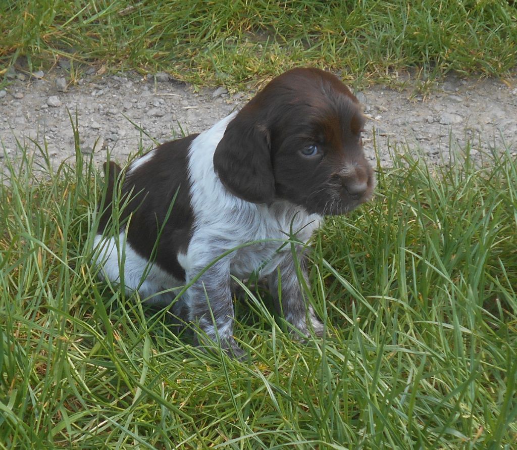 Des Ronciers Pourpres - Chiots disponibles - Chien d'Oysel allemand