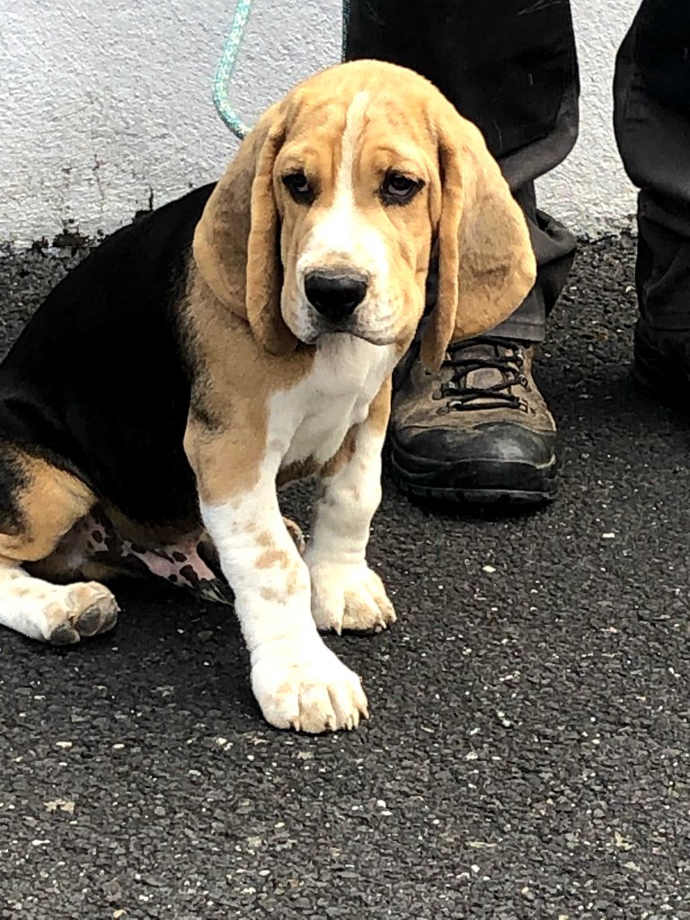Des Ronciers Pourpres - Chiots disponibles - Beagle