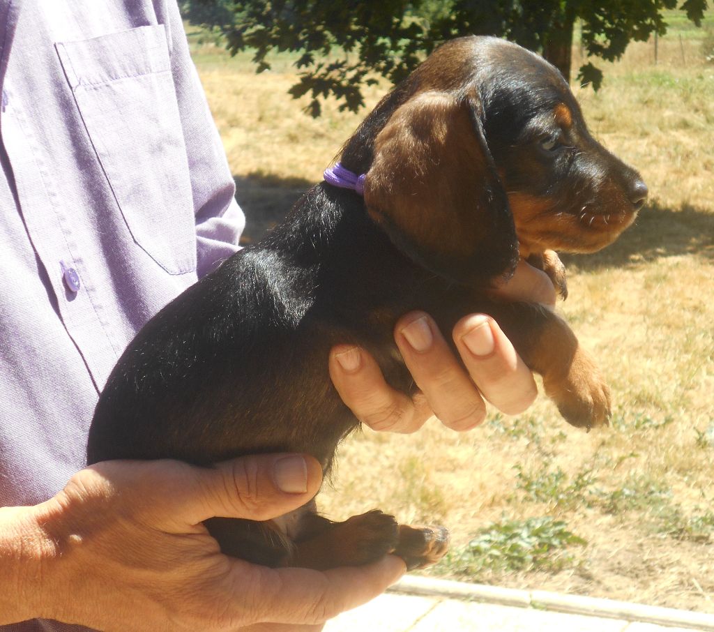 Des Ronciers Pourpres - Chiots disponibles - Teckel poil dur