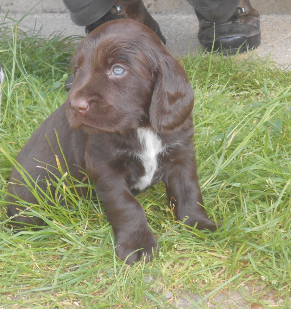 Des Ronciers Pourpres - Chiots disponibles - Chien d'Oysel allemand